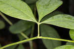 Apalachicola wild indigo